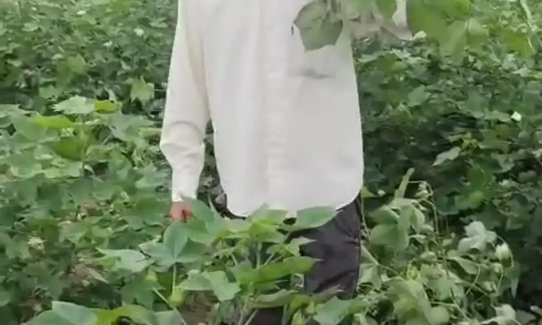 जंगली सूअरों ने मक्का-बणा की फसल तहस-नहस की, किसान बेहाल जंगली सूअरों ने मक्का-बणा की फसल तहस-नहस की, किसान बेहाल