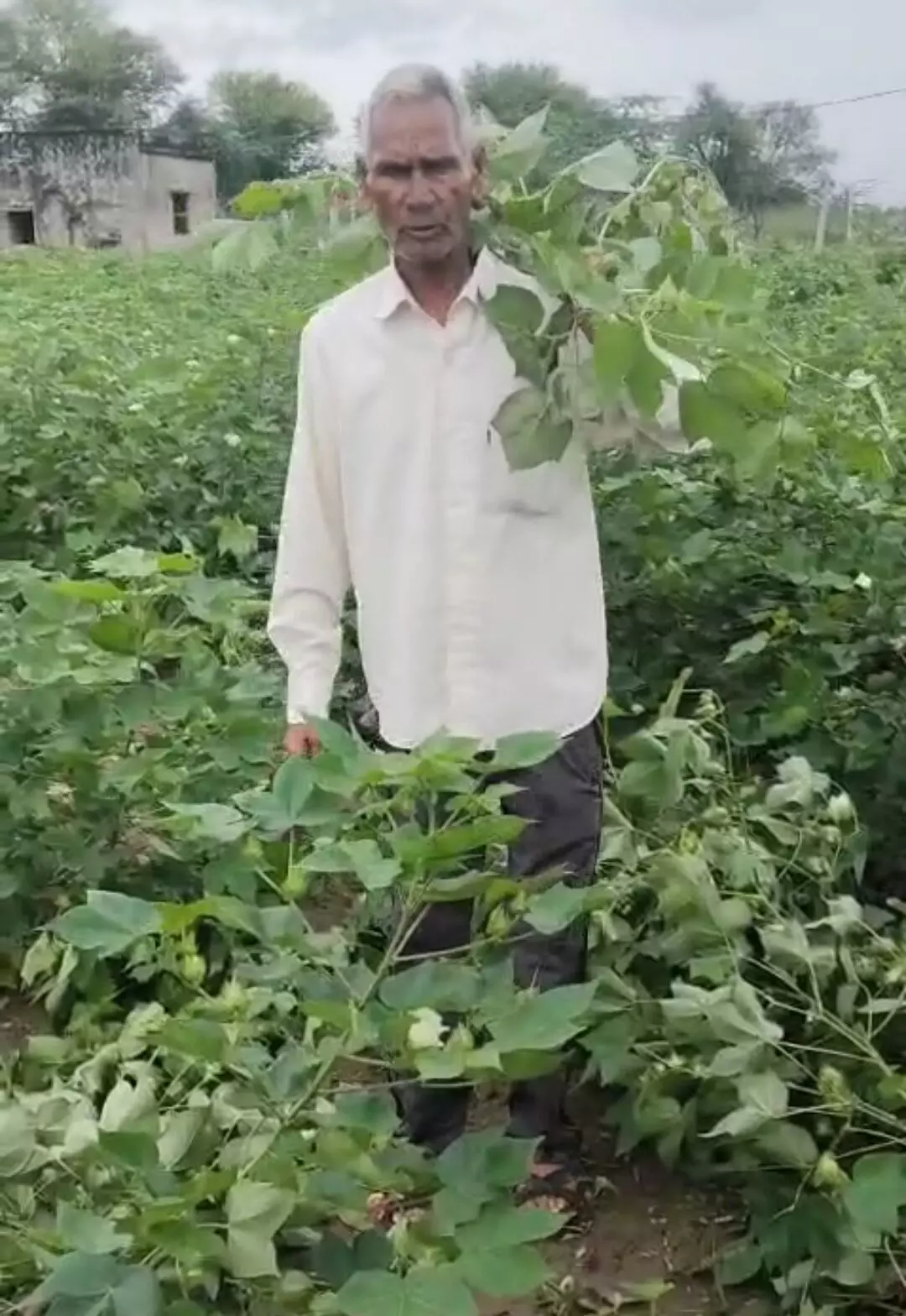 जंगली सूअरों ने मक्का-बणा की फसल तहस-नहस की, किसान बेहाल