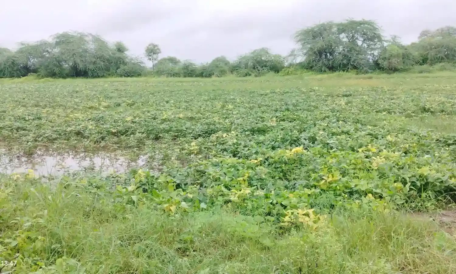 मूसलाधार बारिश से खेत जलमग्न,फसले पानी में डूबी मूसलाधार बारिश से खेत जलमग्न,फसले पानी में डूबी