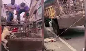 शाहपुरा में नगर पालिका की क्रूरता: दो मासूम श्वानों की दर्दनाक मौत, जनता में आक्रोश