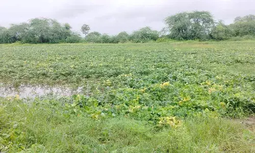 मूसलाधार बारिश से खेत जलमग्न,फसले पानी में डूबी मूसलाधार बारिश से खेत जलमग्न,फसले पानी में डूबी