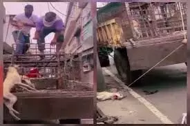 शाहपुरा में नगर पालिका की क्रूरता: दो मासूम श्वानों की दर्दनाक मौत, जनता में आक्रोश शाहपुरा में नगर पालिका की क्रूरता: दो मासूम श्वानों की दर्दनाक मौत, जनता में आक्रोश