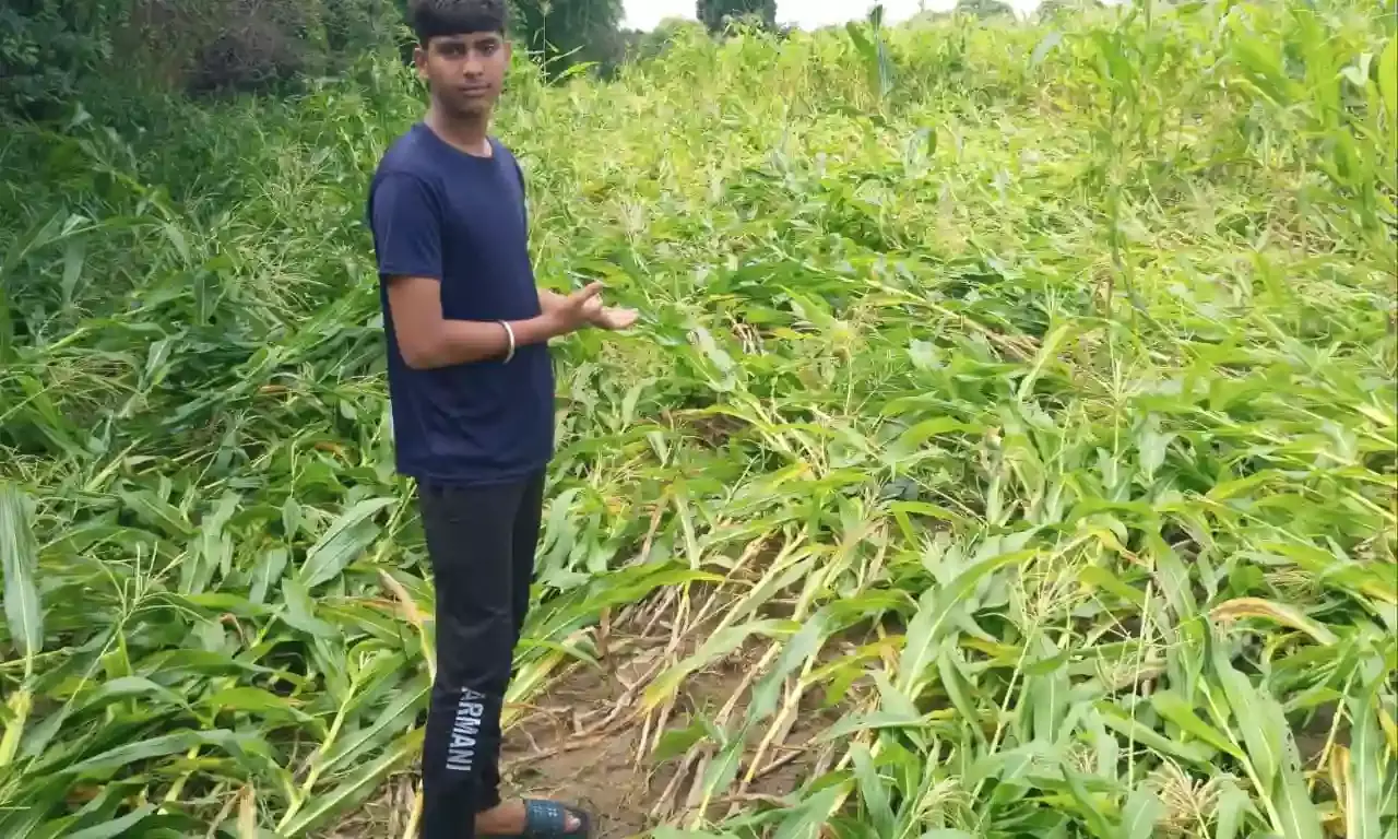 तेज बारिश से मक्के की फसल गिरी