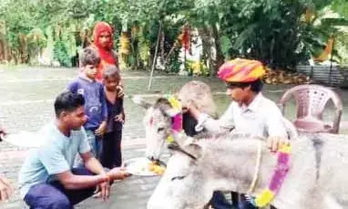 बारिश के लिए गधे की पूजा, गुलाब जामुन खिलाकर मनाया जश्न
