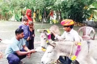 बारिश के लिए गधे की पूजा, गुलाब जामुन खिलाकर मनाया जश्न बारिश के लिए गधे की पूजा, गुलाब जामुन खिलाकर मनाया जश्न