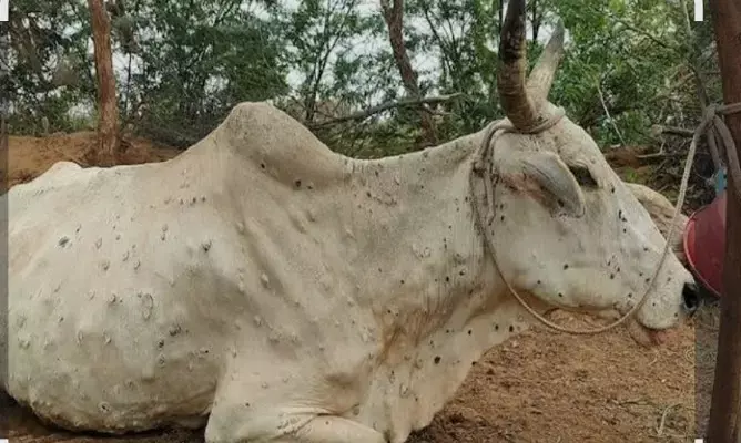 नई पहल: इंसानों की तरह अब पशुओं के लिए भी ब्लड बैंक और आधुनिक चिकित्सा सुविधाओं का रोडमैप तैयार
