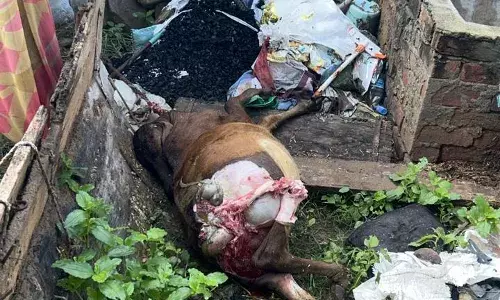 नारी ग्राम में पैंथर का आतंक, अब तक एक गाय और बछड़े को बनाया शिकार, ग्रामीणों में दहशत