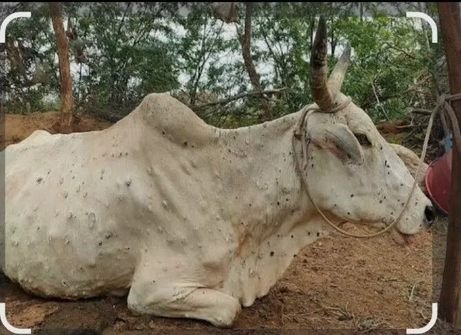 नई पहल: इंसानों की तरह अब पशुओं के लिए भी ब्लड बैंक और आधुनिक चिकित्सा सुविधाओं का रोडमैप तैयार नई पहल: इंसानों की तरह अब पशुओं के लिए भी ब्लड बैंक और आधुनिक चिकित्सा सुविधाओं का रोडमैप तैयार