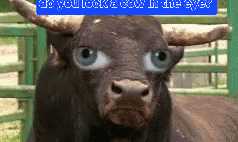 घास बिक्री केंद्रों को काइन हाउस व गौशालाओं के बाहर स्थापित करने की मांग घास बिक्री केंद्रों को काइन हाउस व गौशालाओं के बाहर स्थापित करने की मांग