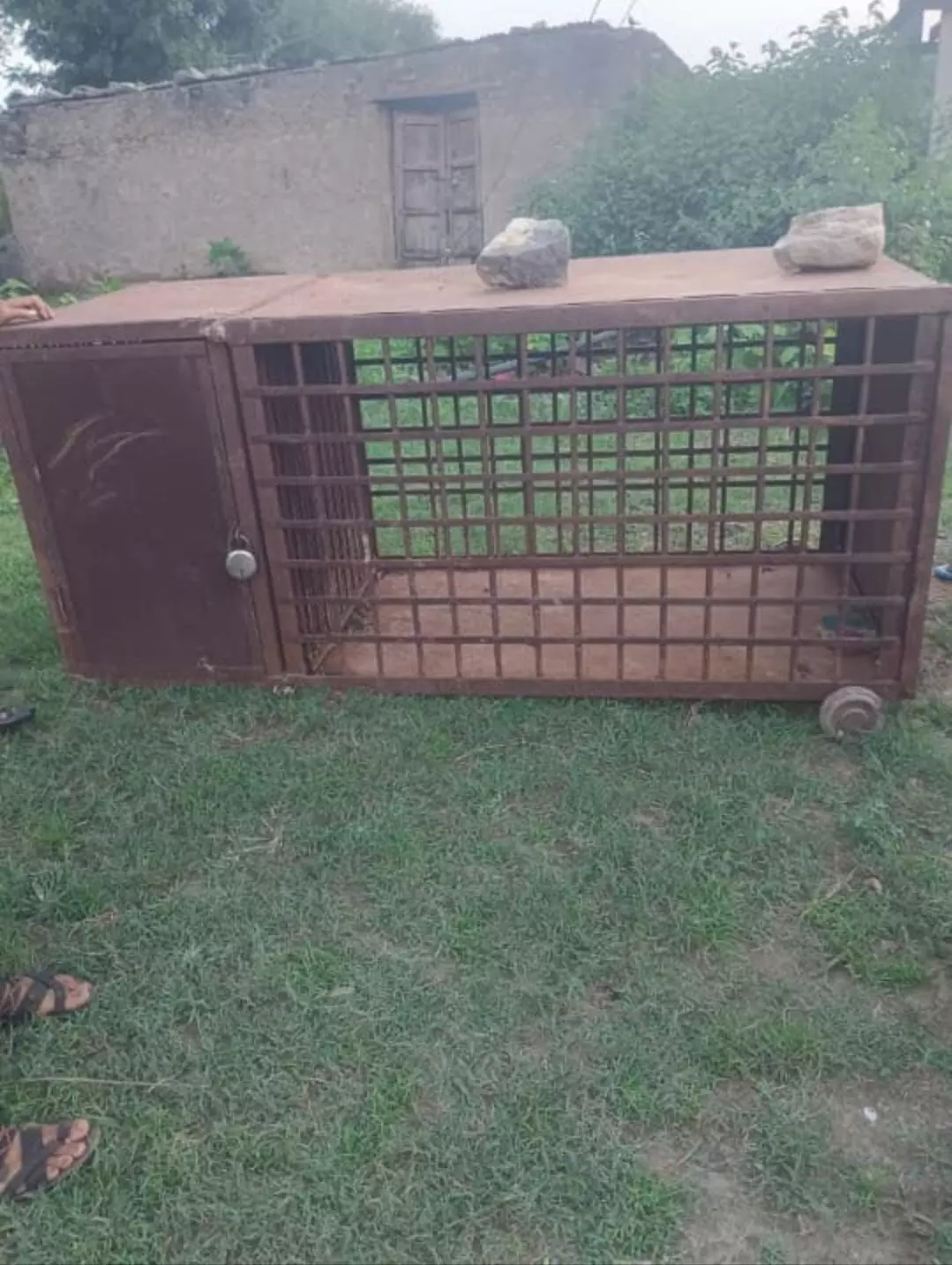 नारी गांव में पैंथर का आतंक, वन विभाग ने लगाया पिंजरा नारी गांव में पैंथर का आतंक, वन विभाग ने लगाया पिंजरा