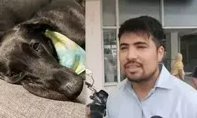 अनोखा मामला: दुकानदार को काटने के बाद कुत्ते की मौत, सभी हैरान अनोखा मामला: दुकानदार को काटने के बाद कुत्ते की मौत, सभी हैरान