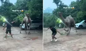 ऊंट को बार-बार छेड़ रहे थे लड़के, तभी उसे आया गुस्सा ....... ऊंट को बार-बार छेड़ रहे थे लड़के, तभी उसे आया गुस्सा .......