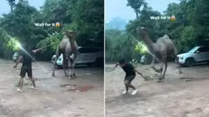 ऊंट को बार-बार छेड़ रहे थे लड़के, तभी उसे आया   गुस्सा .......