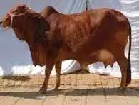 गोपाल रत्न पुरस्कार 2025: किसानों, तकनीशियनों और डेयरी कंपनियों को मिलेगा सम्मान, 15 सितंबर तक करें ऑनलाइन आवेदन