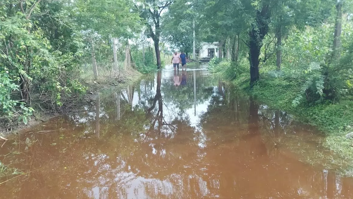बड़ी हरणी तालाब ओवरफ्लो, खेतों में भरा पानी, किसानों की फसलें संकट में बड़ी हरणी तालाब ओवरफ्लो, खेतों में भरा पानी, किसानों की फसलें संकट में