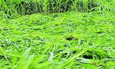 भारी बार‍िश से मक्का की फसल बर्बाद, किसानों को भारी नुकसान