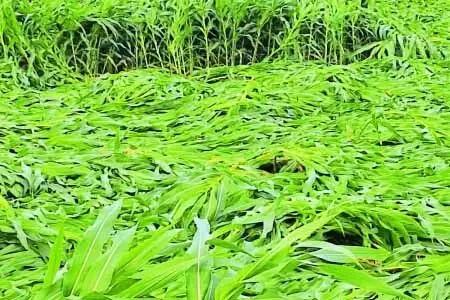 भारी बारिश से मक्का की फसल बर्बाद, किसानों को भारी नुकसान भारी बारिश से मक्का की फसल बर्बाद, किसानों को भारी नुकसान