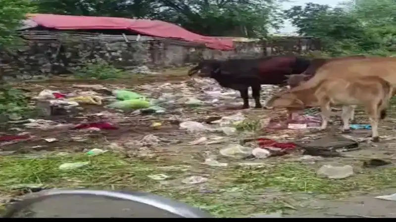 नगर निगम की लापरवाही से लोग परेशान, कचरे के ढेर में पॉलीथिन खा रहे गौवंश