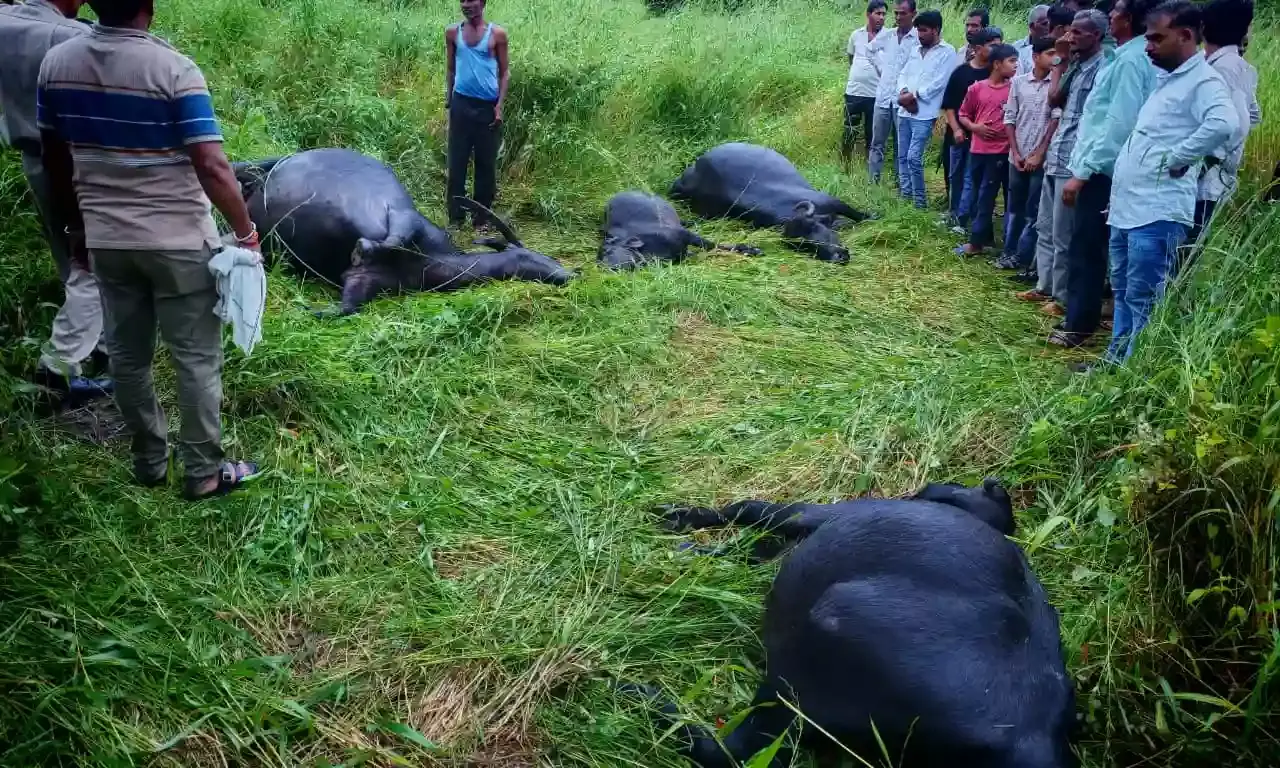 नया खेड़ा में 11 केवी विद्युत तार टूटने से चार भैंसों की मौत
