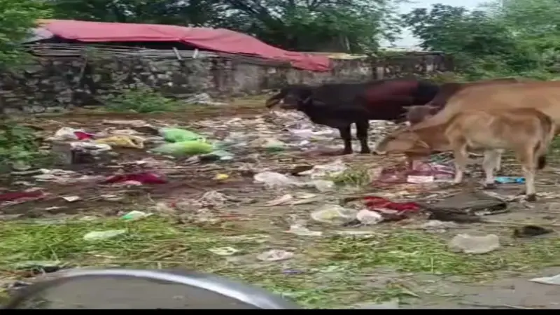 नगर निगम की लापरवाही से लोग परेशान, कचरे के ढेर में पॉलीथिन खा रहे गौवंश
