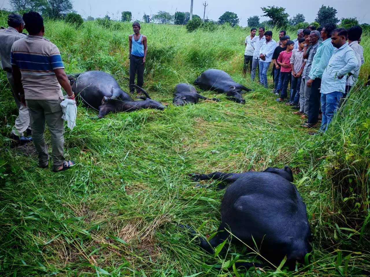 नया खेड़ा में 11 केवी विद्युत तार टूटने से चार भैंसों की मौत
