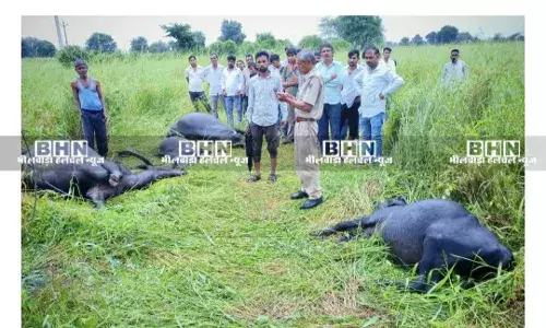 नयाखेड़ा गांव में टूटी कैवी लाइन से चार भैंसों की मौत