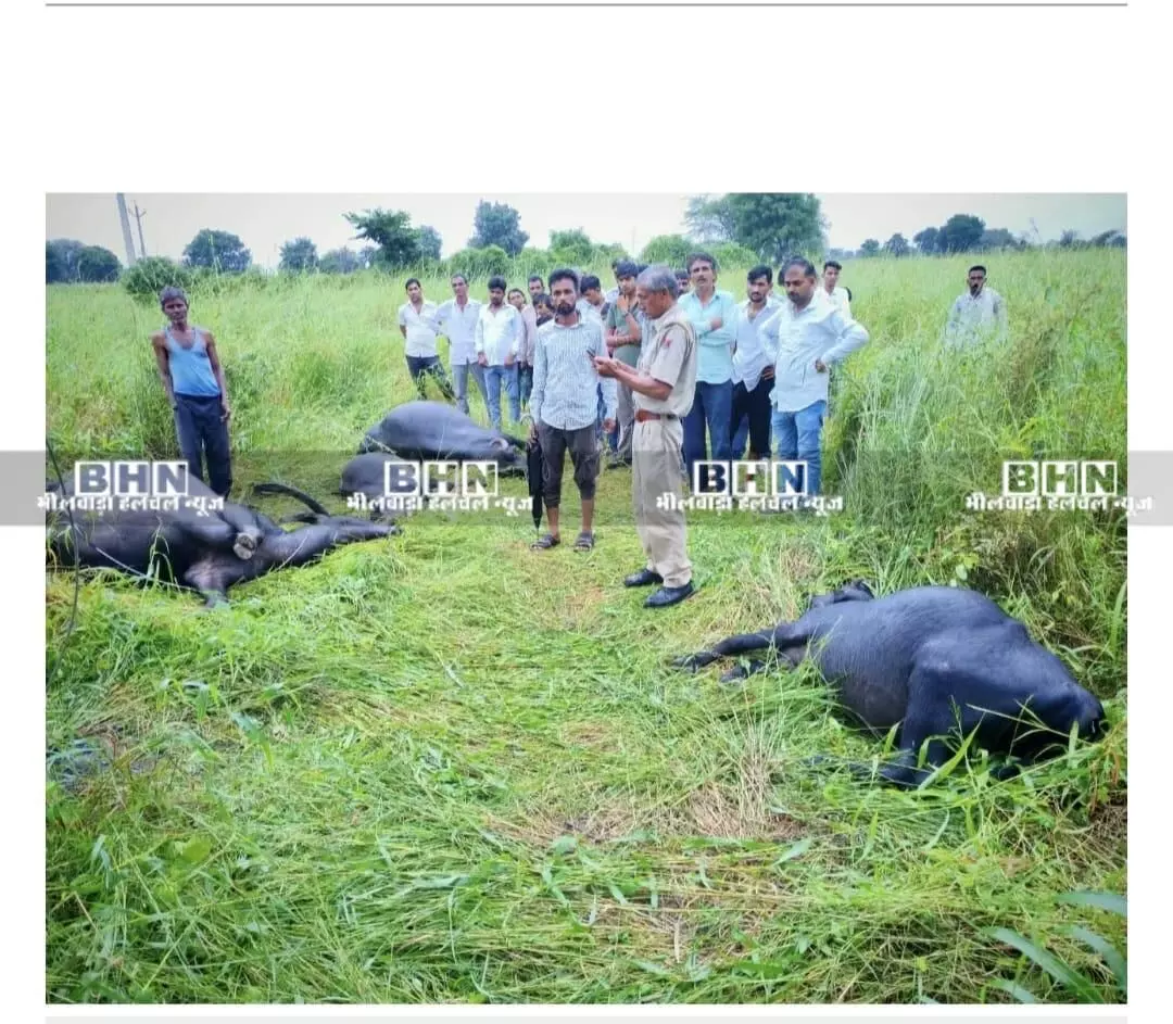 नयाखेड़ा गांव में टूटी कैवी लाइन से चार भैंसों की मौत नयाखेड़ा गांव में टूटी कैवी लाइन से चार भैंसों की मौत