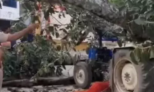 नाथद्वारा में हादसा: चलते ट्रैक्टर पर गिरा बरगद का पेड़, ड्राइवर की मौके पर मौत