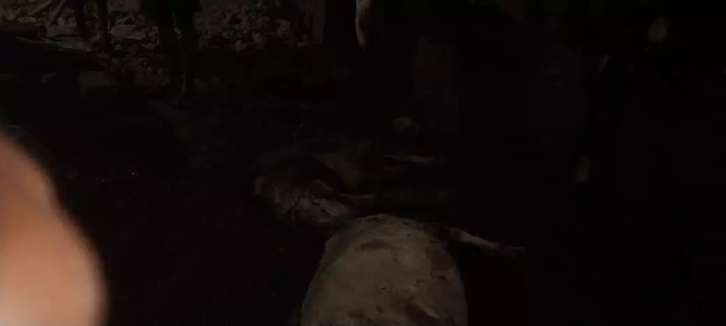 आकाशीय बिजली गिरने से 2 बकरियों की मौत आकाशीय बिजली गिरने से 2 बकरियों की मौत