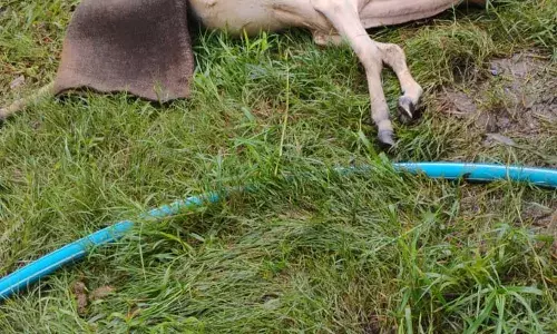 सल्यावड़ी में पैंथर की दस्तक, गाय के बछड़े को बनाया शिकार, दहशत में ग्रामीण