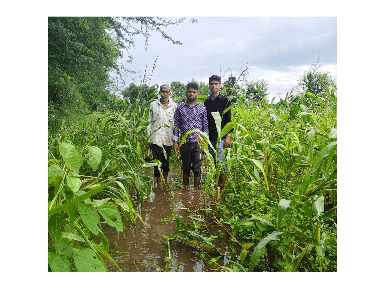 दबंग ने बंद की पुलिया, डूबीं किसानों की फसलें, खेत बने तालाब–कार्रवाई को तरसे किसान दबंग ने बंद की पुलिया, डूबीं किसानों की फसलें, खेत बने तालाब–कार्रवाई को तरसे किसान