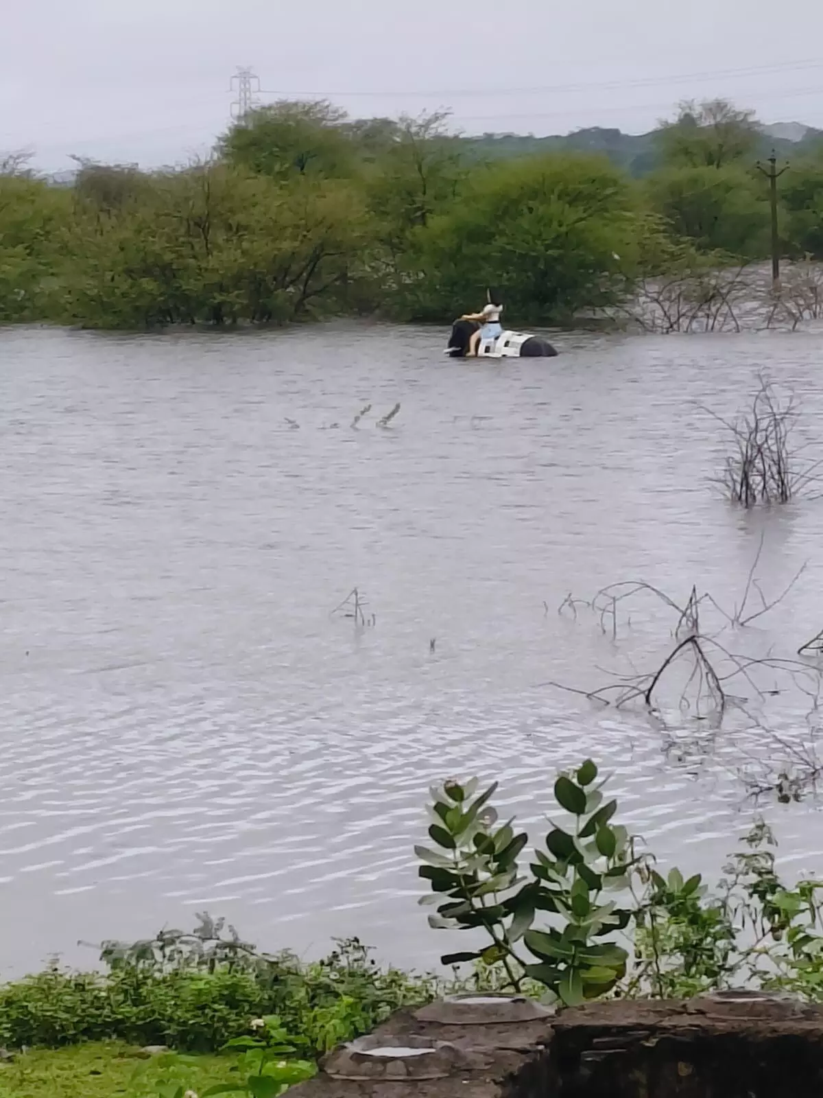 पुर का राजसरोवर लबालब, लोगों में खुशी पुर का राजसरोवर लबालब, लोगों में खुशी