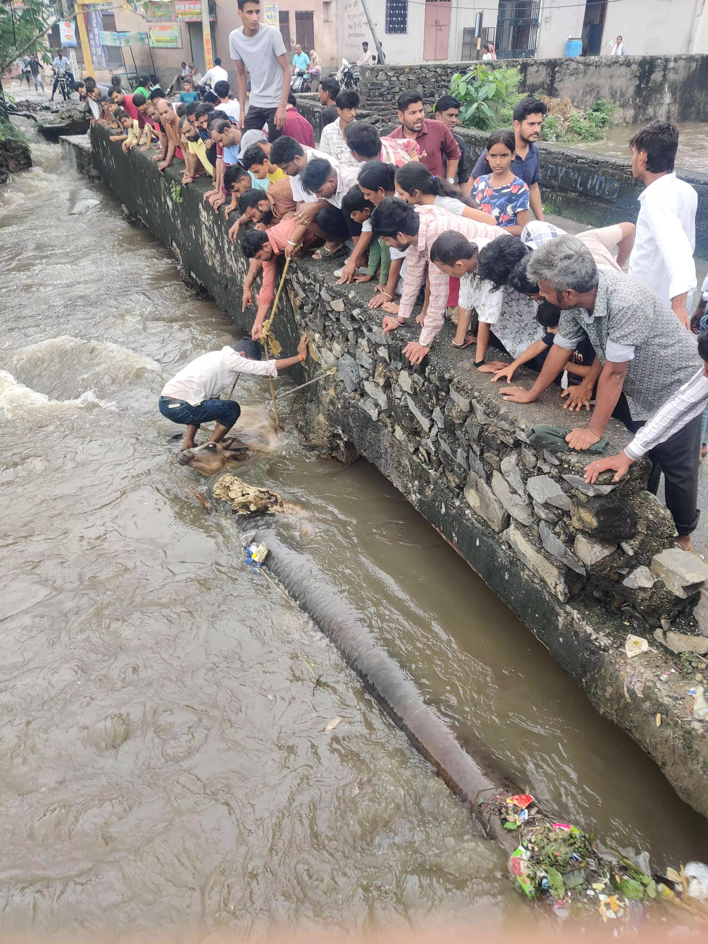 नाले में बहती गाय को गौसेवकों ने निकाला नाले में बहती गाय को गौसेवकों ने निकाला