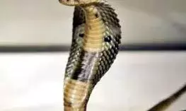 जहरीले जानवर के काटने से दो लोगों की मौत