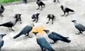 hraddh  कौवे के बिना क्यों अधूरा माना जाता है पितृ पक्ष का श्राद्ध कर्म