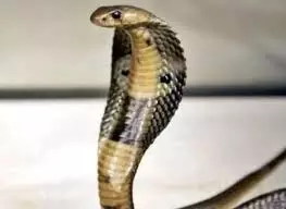 जहरीले जानवर के काटने से दो लोगों की मौत