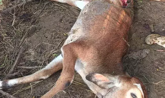 पनोतिया गांव में पैंथर का आतंक, गाय के बछड़े पर किया हमला