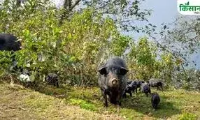 जंगली सूअरों के आतंक से किसान परेशान, खड़ी फसलें बर्बाद