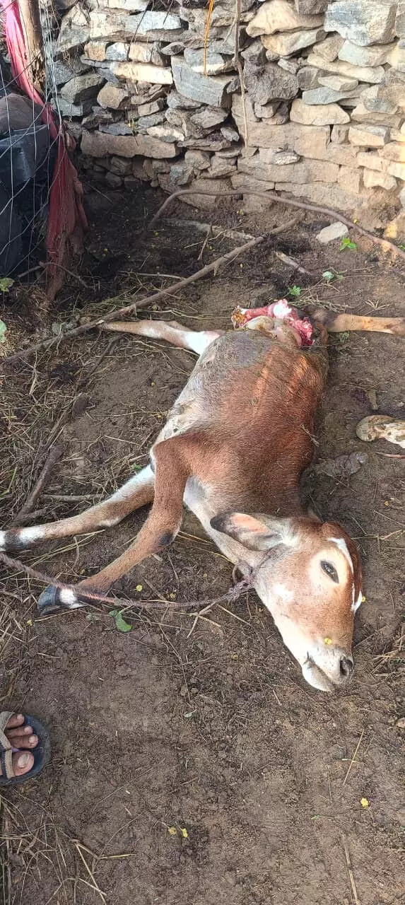 पनोतिया गांव में पैंथर का आतंक, गाय के बछड़े पर किया हमला