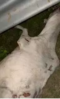 सड़क हादसे में आधा दर्जन से अधिक गौवंशों की मौत