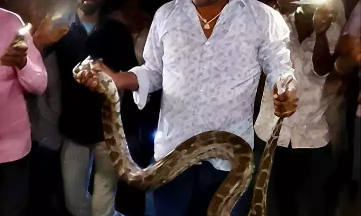 कंवलियास में दिखा अजगर, वन विभाग ने किया सफल रेस्क्यू