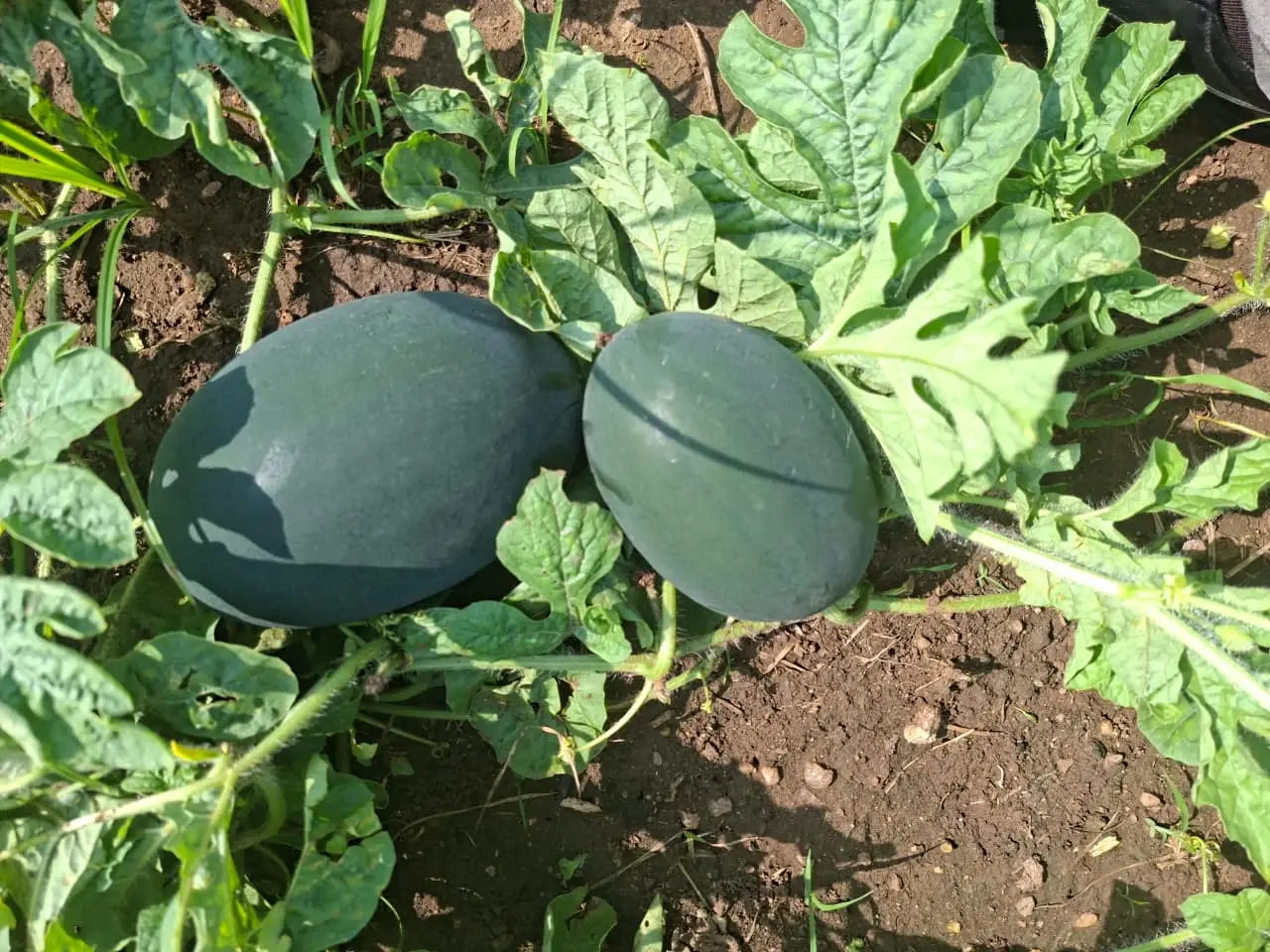 खरीफ सीजन में किसान ने तरबूज की खेती कर बनाई मिसाल खरीफ सीजन में किसान ने तरबूज की खेती कर बनाई मिसाल