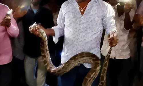 कंवलियास में दिखा अजगर, वन विभाग ने किया सफल रेस्क्यू कंवलियास में दिखा अजगर, वन विभाग ने किया सफल रेस्क्यू