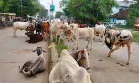 बेसहारा गौवंश की बिक्री पर रोक लगाने की मांग