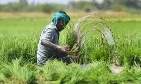 प्रधानमंत्री फसल बीमा योजना: फसल खराबे की सूचना और खाद्य सुरक्षा योजना अपडेट प्रधानमंत्री फसल बीमा योजना: फसल खराबे की सूचना और खाद्य सुरक्षा योजना अपडेट