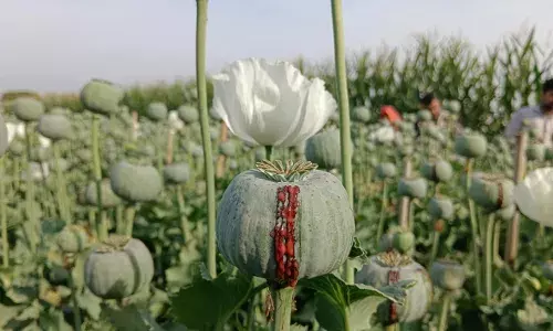 भारत सरकार ने की अफीम नीति जारी पात्र अफीम किसान कर सकेंगे समय पर बुआई भारत सरकार ने की अफीम नीति जारी पात्र अफीम किसान कर सकेंगे समय पर बुआई