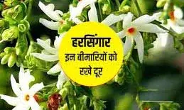 बुखार और जोड़ों के दर्द में है रामबाण हरश्रृंगार