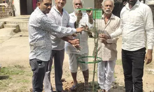 पौधा रोपण किया