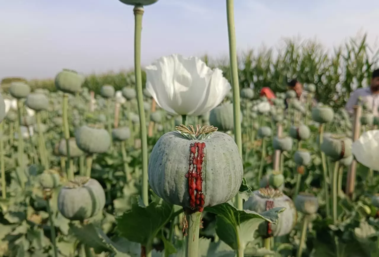 भारत सरकार ने की अफीम नीति जारी पात्र अफीम किसान कर सकेंगे समय पर बुआई भारत सरकार ने की अफीम नीति जारी पात्र अफीम किसान कर सकेंगे समय पर बुआई