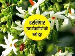 बुखार और जोड़ों के दर्द में है रामबाण हरश्रृंगार